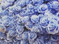 Blurred of blue roses in pastel color style on soft blur bokeh texture for background,detailof blue roses flowers treated Royalty Free Stock Photo