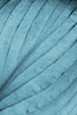 Blurred blue texture background. Cropped shot of green leaf texture. Abstract nature background. Royalty Free Stock Photo