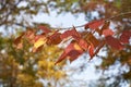 Blurred bokeh of autumn leaves in the forest on a warm Sunny day. Autumn forest, illuminated by the morning sun Royalty Free Stock Photo