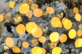 Blurred bokeh with lights. Christmas tree close up decorated with balls and garland with warm colored bulbs. Golden New year