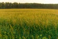 Blurred bokeh natural evening meadow in sunset light. Russian nature landscape