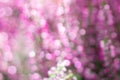 Blurred botanical background with pink, green, yellow sparkles and bokeh effect.