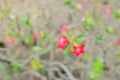 Blurred branch and leaf background. blur red flowers on natural background. Royalty Free Stock Photo