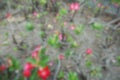 Blurred branch and leaf background. blur red flowers on natural background. Royalty Free Stock Photo