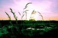 Blurred breathtaking  sunset, black silhouettes of blades of grass on the background of puple orange sky Royalty Free Stock Photo