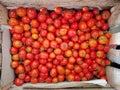 Blurred a bunch of red - orange tomatoes in a wooden box that has been harvested Royalty Free Stock Photo