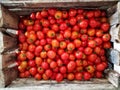 Blurred a bunch of red - orange tomatoes in a wooden box that has been harvested Royalty Free Stock Photo