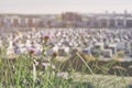 Blurry car park next to modern mall, summer sunny day, with flowers in the foreground. Abstract blurred car parking Royalty Free Stock Photo