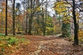 Blurred carpet of colorful leaves on the ground in a autumn forest . Royalty Free Stock Photo