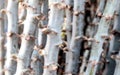 Blurred cassava tree, tapioca for background, cassava stalk or tapioca tree blur