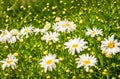 Blurred. Chamomile flower field. White bright daisy flowers on a background of the summer landscape. Wildflowers outdoor Royalty Free Stock Photo