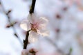 Blurred Cherry Tree flowers, Cherry Blossom Festival, Georgia USA Royalty Free Stock Photo