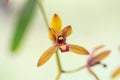Blurred close up Cymbidium aloifolium orchid flower.Common Name The Aloe-Leafed Cymbidium plant. Royalty Free Stock Photo