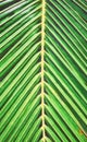 Blurred close up of a palm tree leaf, nature abstract background