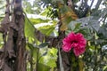 Blurred close-up of pink Hibiscus flower in the garden with copy space Royalty Free Stock Photo