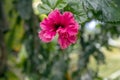 Blurred close-up of pink Hibiscus flower in the garden with copy space Royalty Free Stock Photo