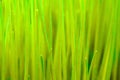 Blurred close up of yellow green grass blades