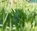 Blurred closeup of Plantago lanceolata and biodiversity in meadow