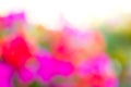 Blurred colorful of flower, Bokeh Colorful Background