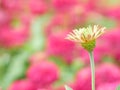 Blurred colorful flowers in the garden, background for beautiful wallpaper