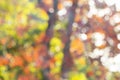 Blurred colorful forest nature bokeh abstract background Royalty Free Stock Photo
