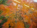 Blurred of colorful maple trees Royalty Free Stock Photo