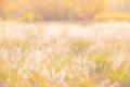 Blurred colourful meadows