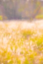 Blurred colourful meadows