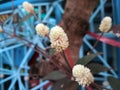 Blurred concept Alternanthera brasiliana, Calico plant, blossom flowers