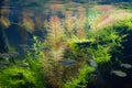 blurred Congo tetra figure swim in ryoboku aquascape, Amano and Dutch style planted aquadesign, bright LED light vivid color, Royalty Free Stock Photo