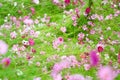 Blurred cosmos bipinnatus flowers field blooming in the morning garden natural background Royalty Free Stock Photo