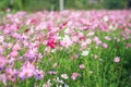 Blurred cosmos bipinnatus flowers field blooming in the morning garden natural background Royalty Free Stock Photo