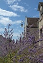Blurred country background with lavender bush and town street