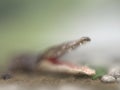 Blurred crocodile silhouette with open mouth with foreground focus and a blurry background. Creative conceptual illustration with