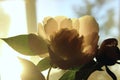 Blurred Cropped Shot Of A Pink Flower. Peony Flower, Close Up. Floral Pattern With Light Pink Peony Flower.Soft Pattern Of Flower Royalty Free Stock Photo