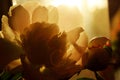 Blurred Cropped Shot Of A Pink Flower. Peony Flower, Close Up. Floral Pattern With Light Pink Peony Flower.