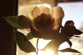 Blurred Cropped Shot Of A Pink Flower. Peony Flower, Close Up. Floral Pattern With Light Pink Peony Flower.Soft Pattern Of Flower