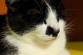 Blurred cropped shot of sleeping cat. Tuxedo cat, close up.