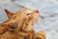 Blurred cunning, tricky muzzle cat, cat sly red muzzle begging for something, cat who lives in Kotor, Montenegro. Blurred