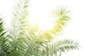 Blurred date palm tree with sunlight shines for background, leaf date palm and sun shine in farmland Royalty Free Stock Photo