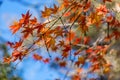 Blurred defocusd bokeh image of fall season. Orange and red maple tree autumn background Royalty Free Stock Photo