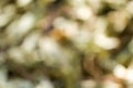 Blurred defocused natural background