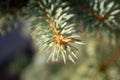 Blurred defocused spruce tree branch with water droplets on needles. Coniferous evergreen tree on a sunny day Royalty Free Stock Photo