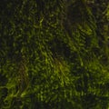 Blurred and distorted texture of green moss