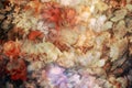 Blurred and double exposed flowers Royalty Free Stock Photo