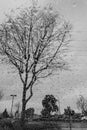 Blurred drops of rain on the window; focus on trees in the background; black and white Royalty Free Stock Photo