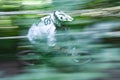 Blurred effect of a downhill mountain bikers on a trail Royalty Free Stock Photo