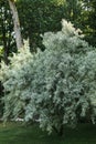 Blurred Elaeagnus angustifolia silver berry oleaster wild olive tslose up with choppy space Royalty Free Stock Photo