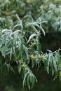Blurred Elaeagnus angustifolia silver berry oleaster wild olive tslose up with choppy space Royalty Free Stock Photo