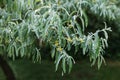 Blurred Elaeagnus angustifolia silver berry oleaster wild olive tslose up with choppy space Royalty Free Stock Photo